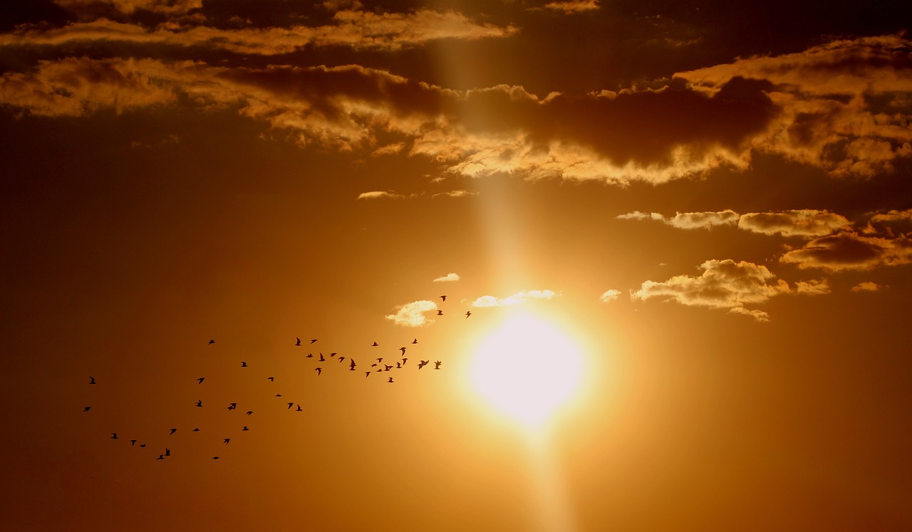 Image - sunset birds cloud sun sky red