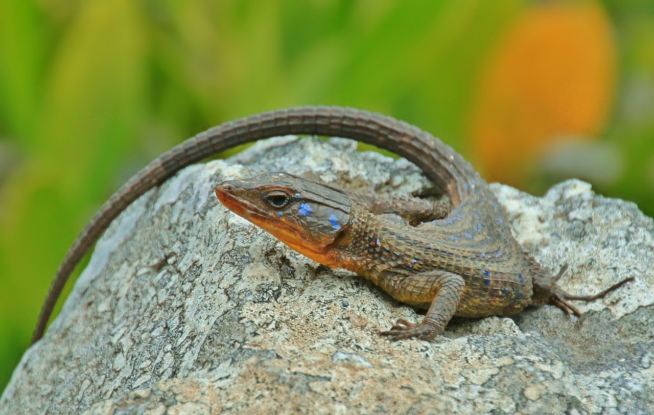 Image - lizard agame animal reptile