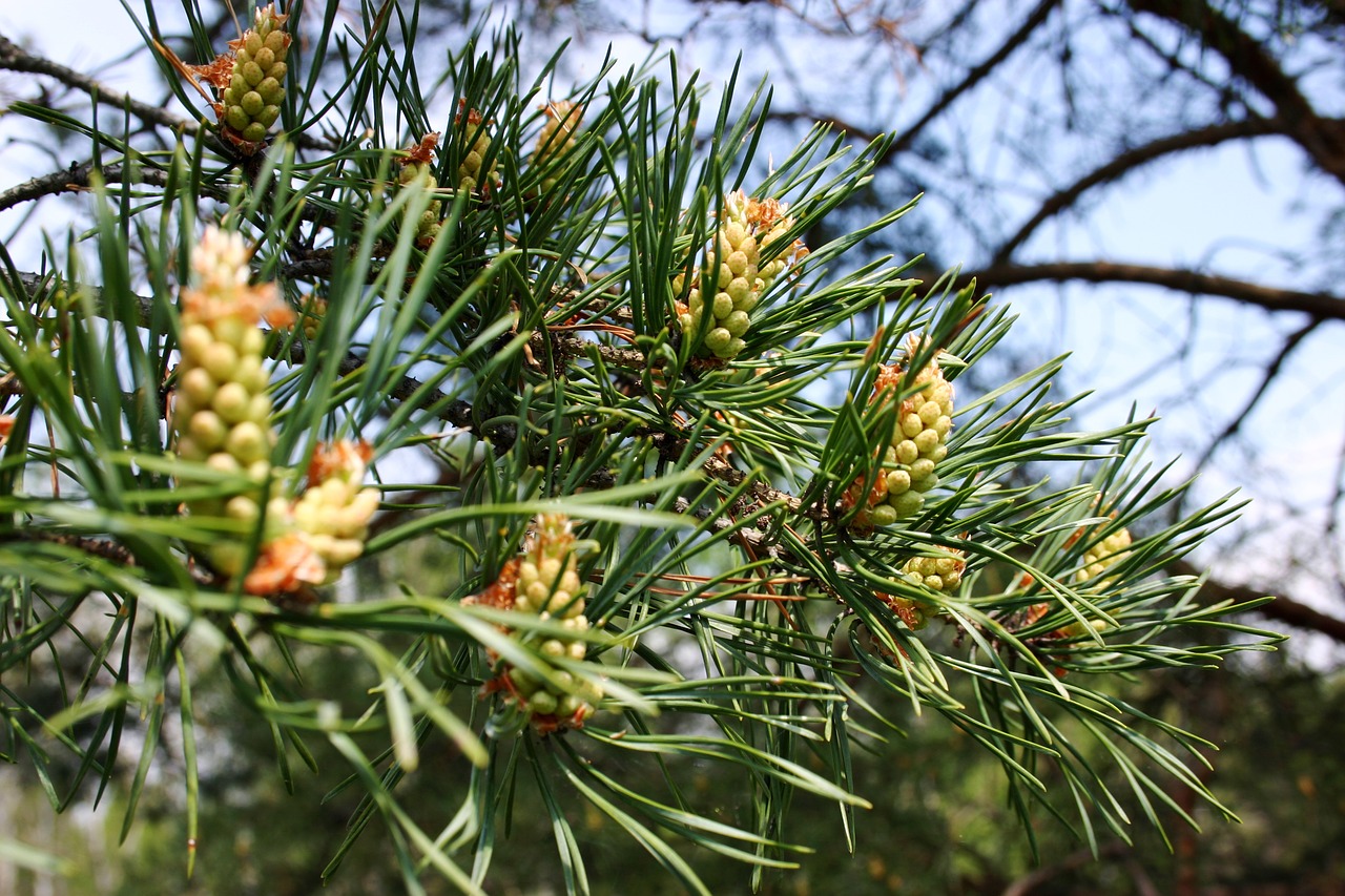 Image - conifer donuts needles green