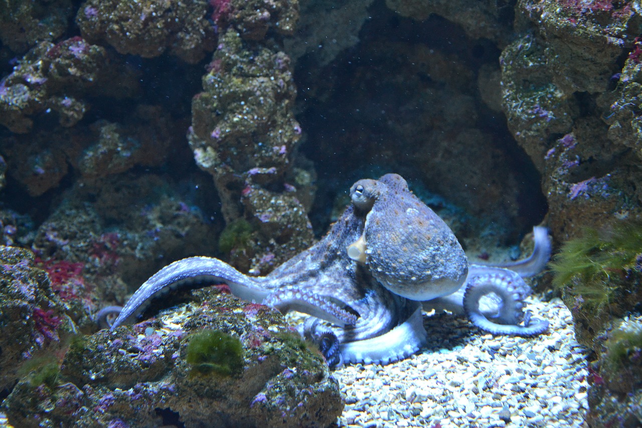 Image - fish octopus water aquarium