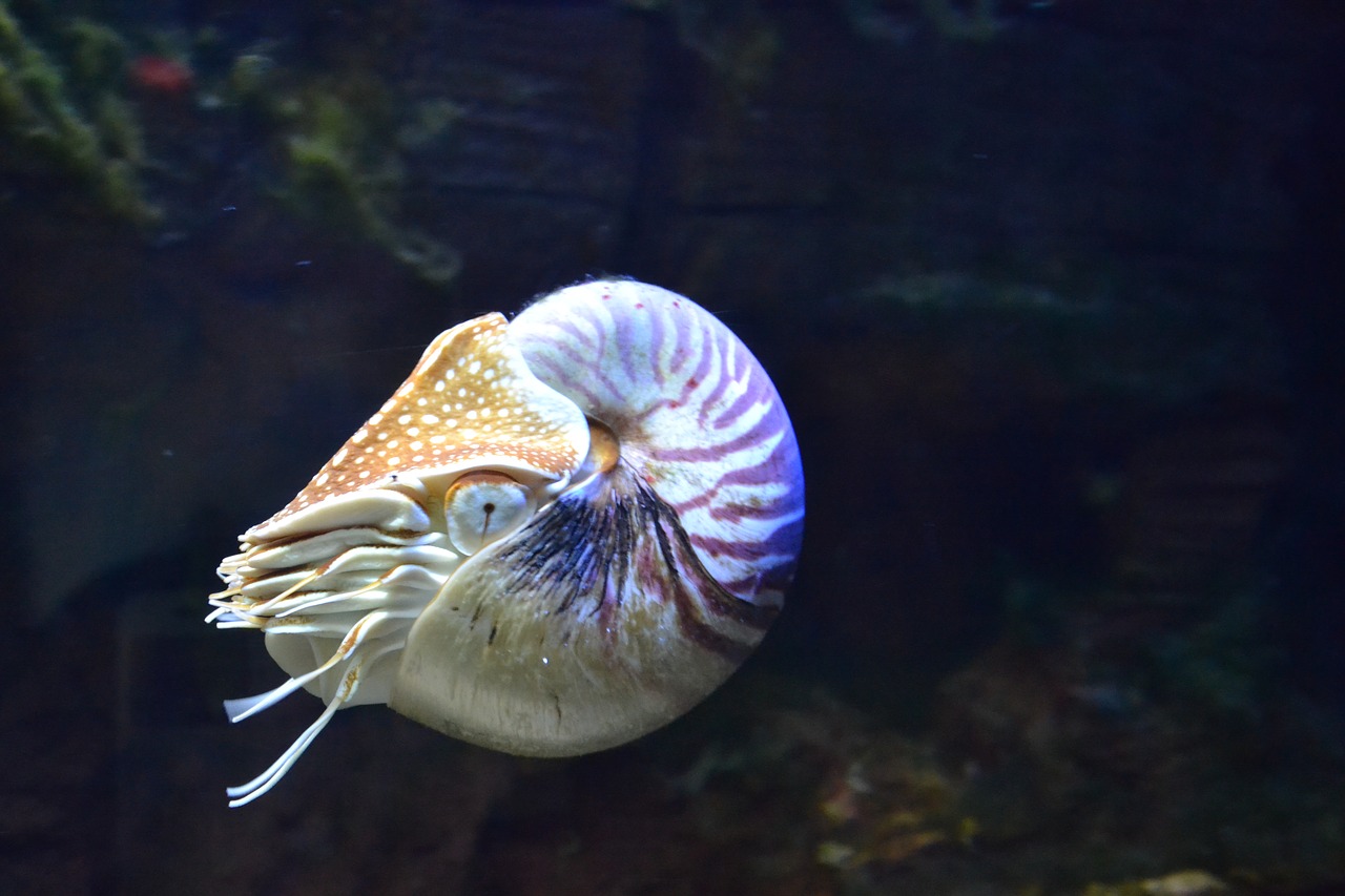 Image - nautilus aquarium fish