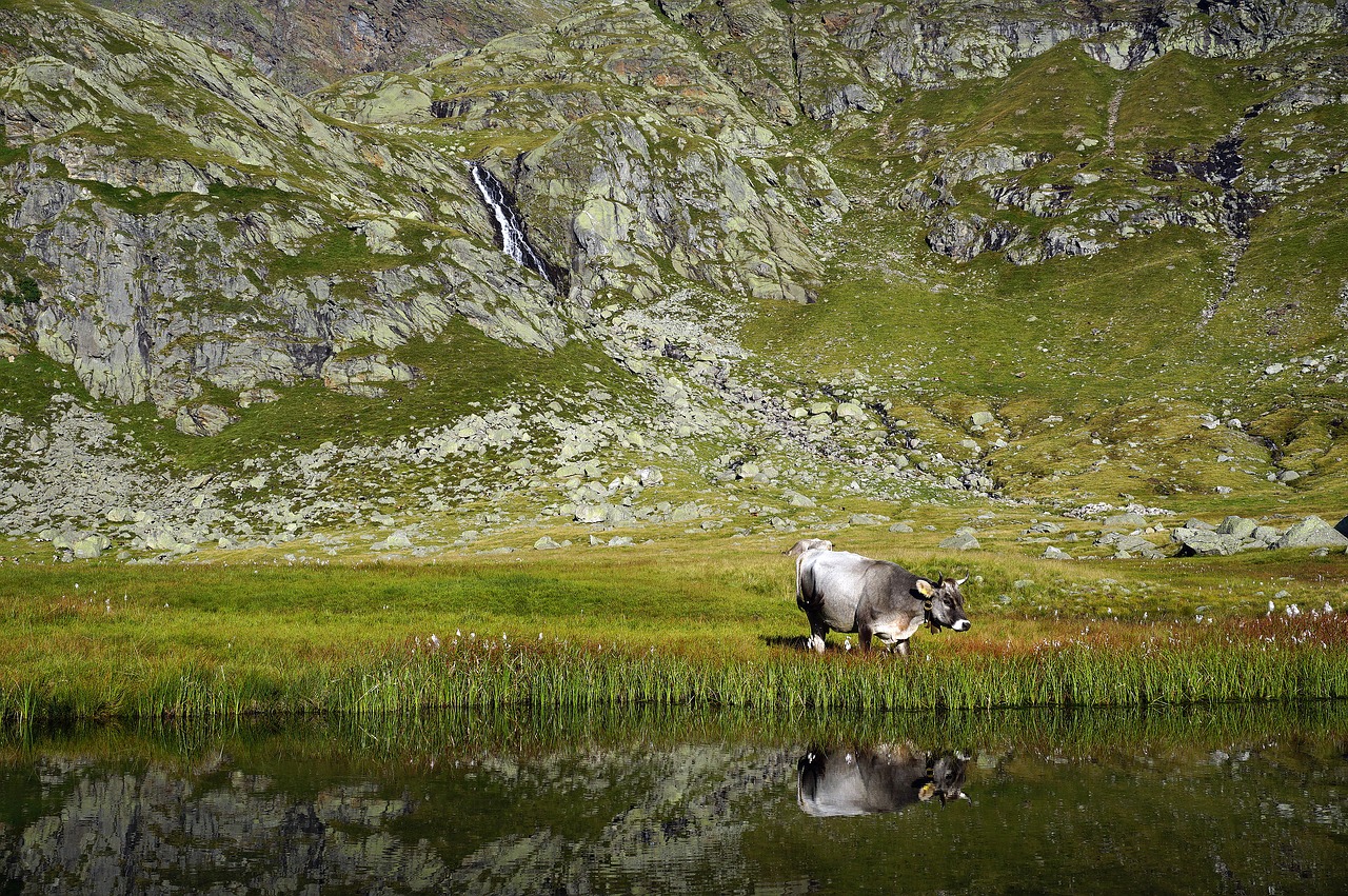 Image - cow cows mountain cattle farm