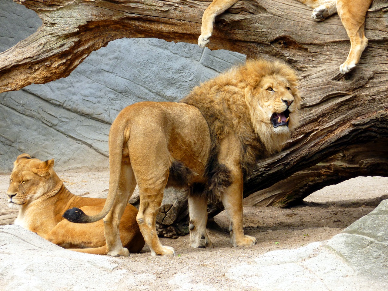 Image - lion lioness lion females cat