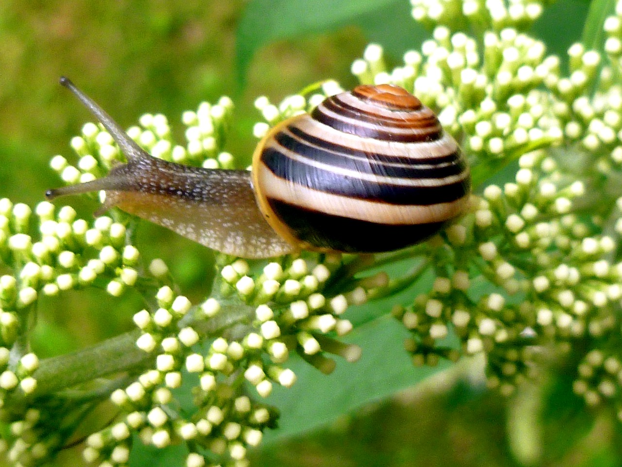 Image - snail garden snail shell