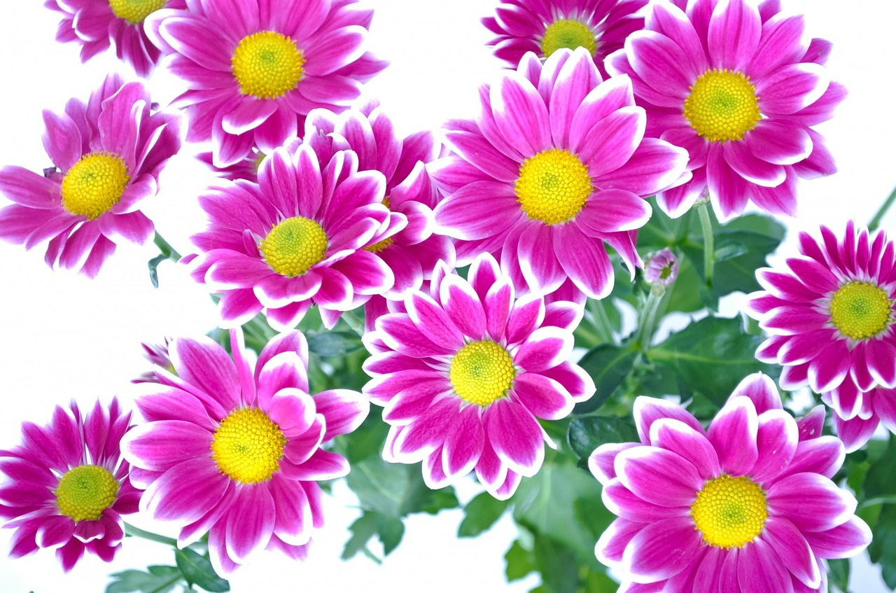 Image - flowers flower plants nature macro