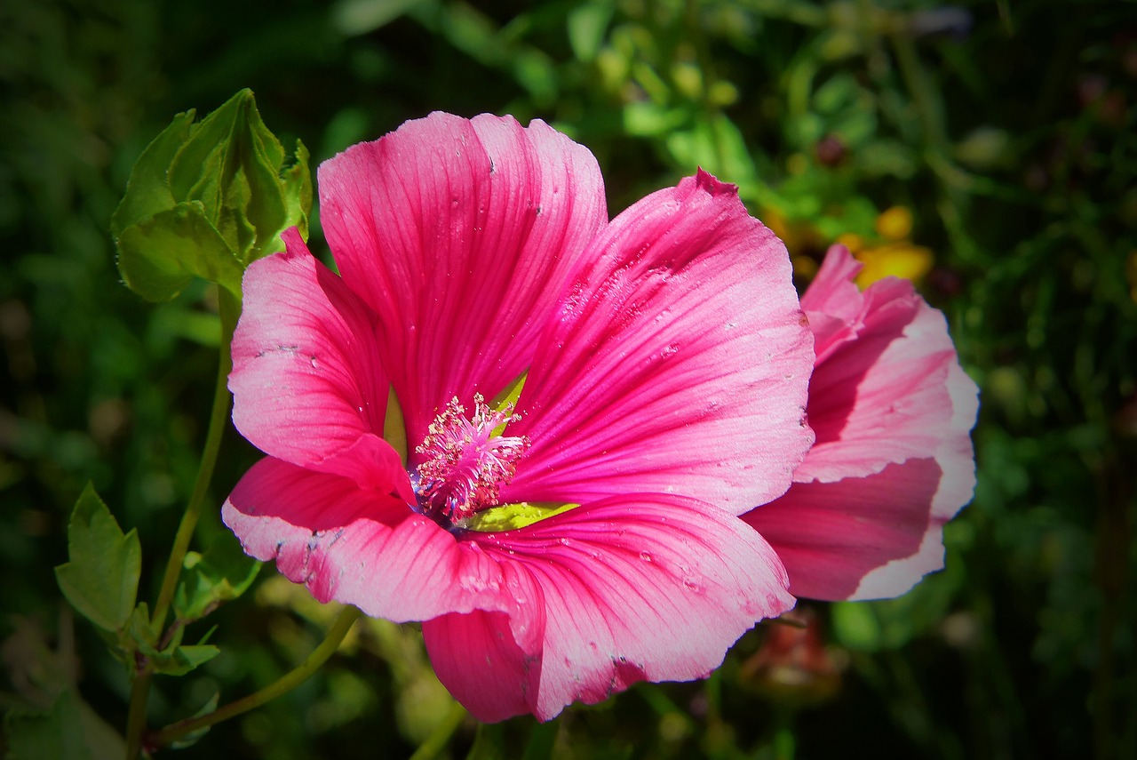Image - mallow flower meadow pink plant