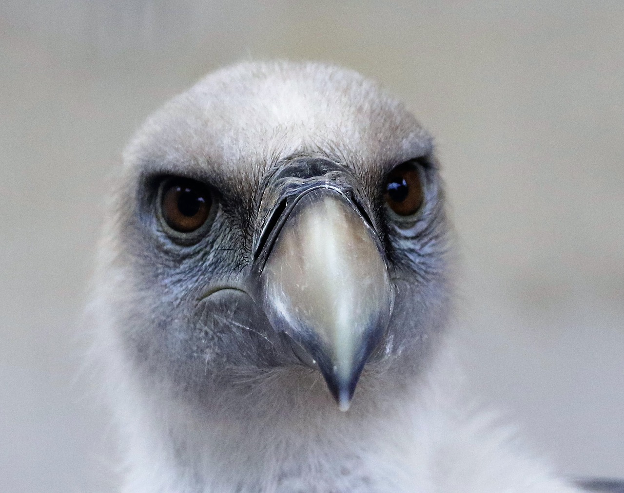 Image - griffin vulture vulture bird
