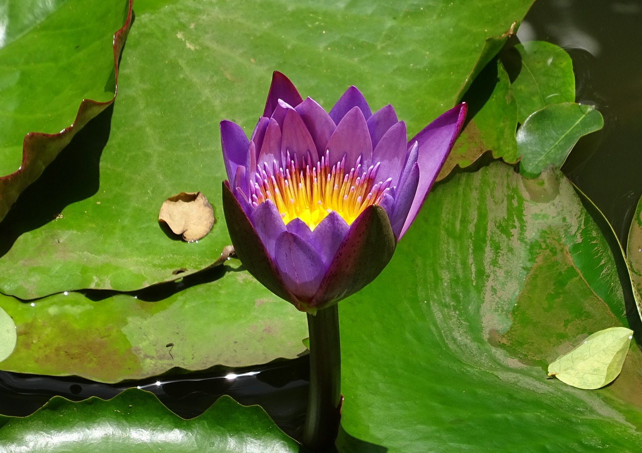 Image - lily flower nymphaea tina tropical