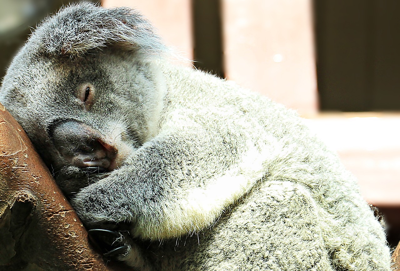 Image - koala animal sweet purry