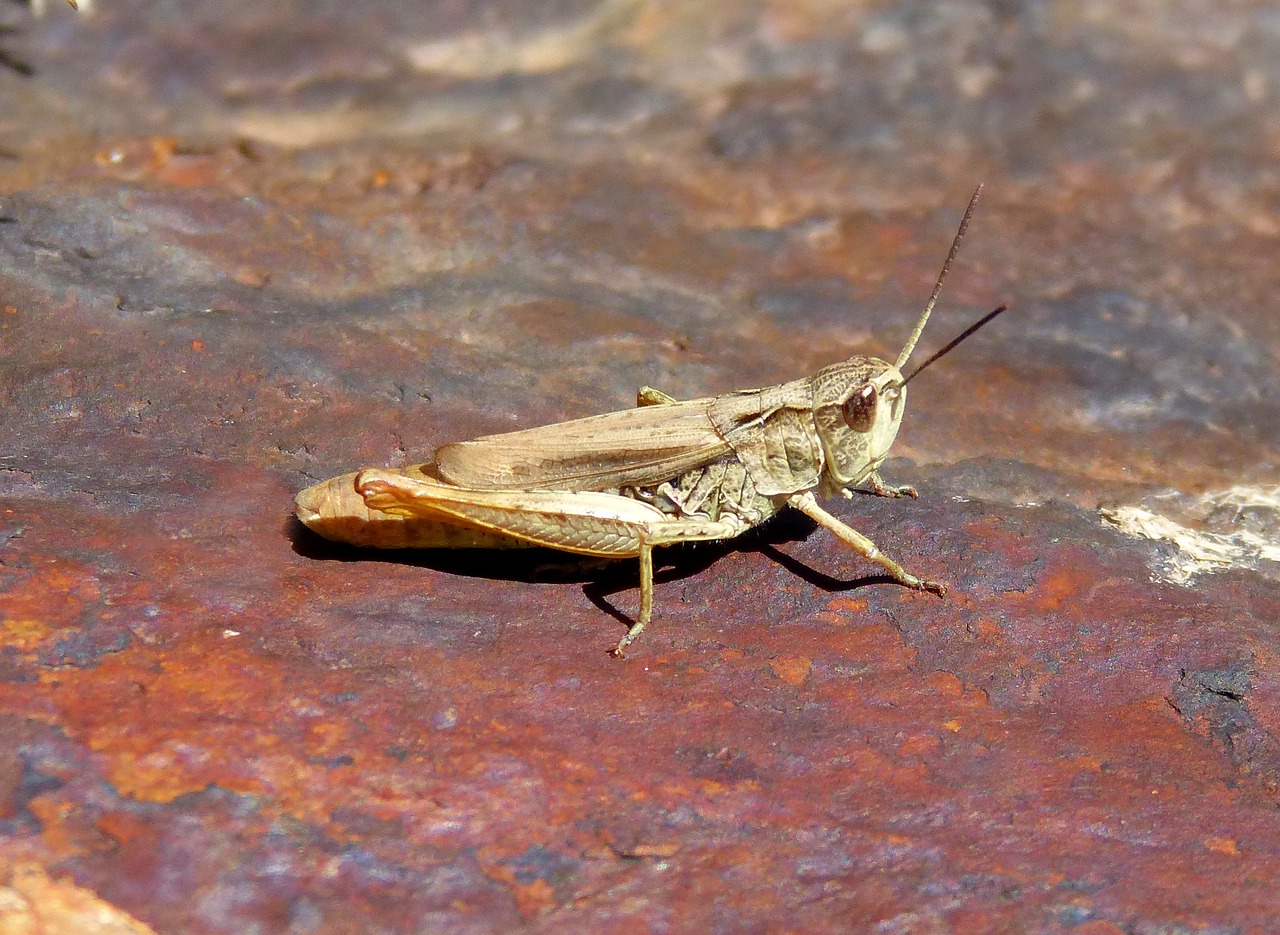 Image - lobster grasshopper celifero rock