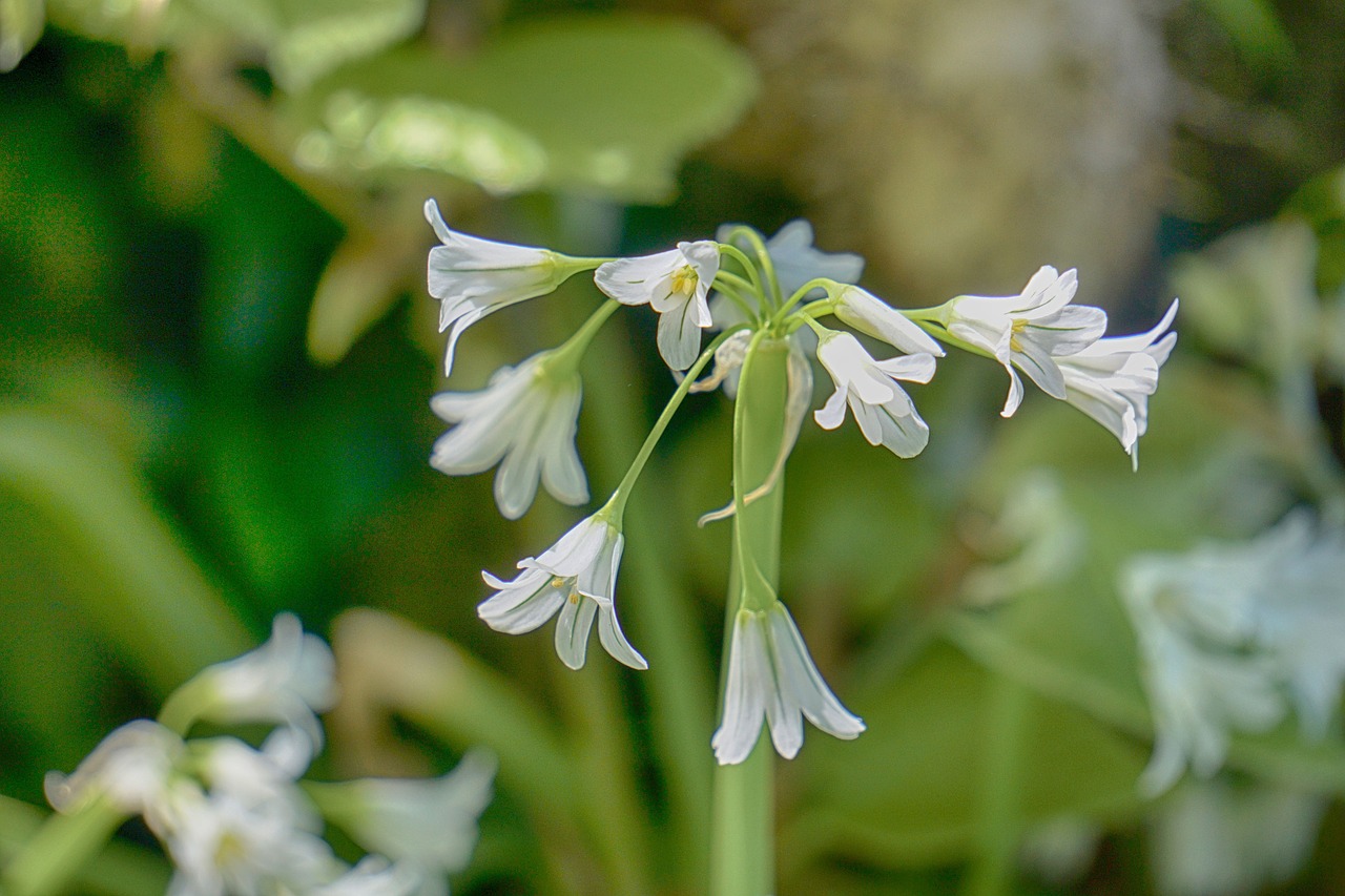 Image - flowers bells summer sweetness