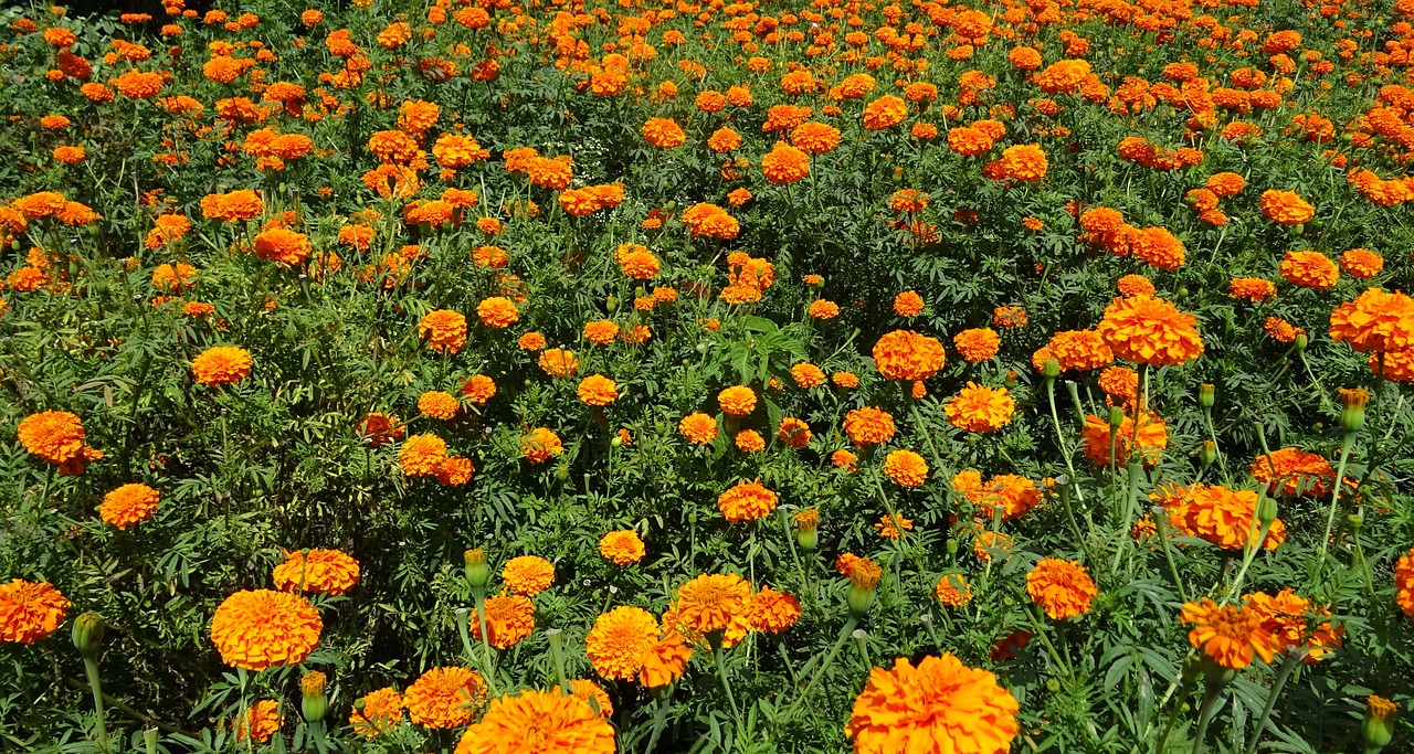 Image - flower marigold orange field plant