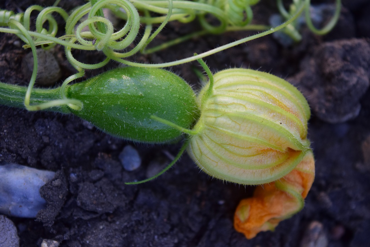 Image - zucchini close autumn yellow