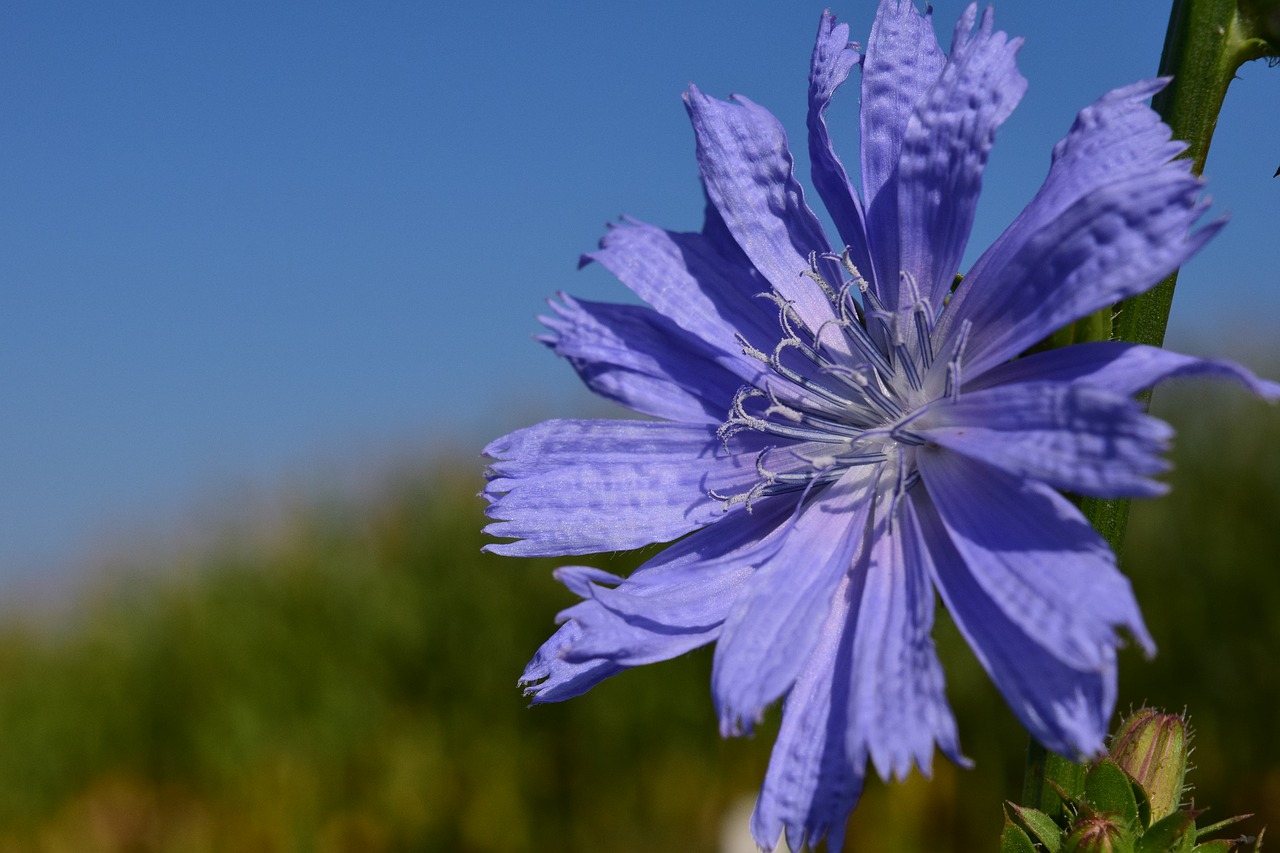 Image - chicory pointed flower roadside