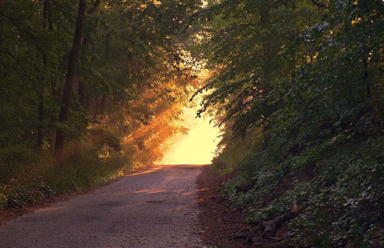 Image - sunlight forest way path evening