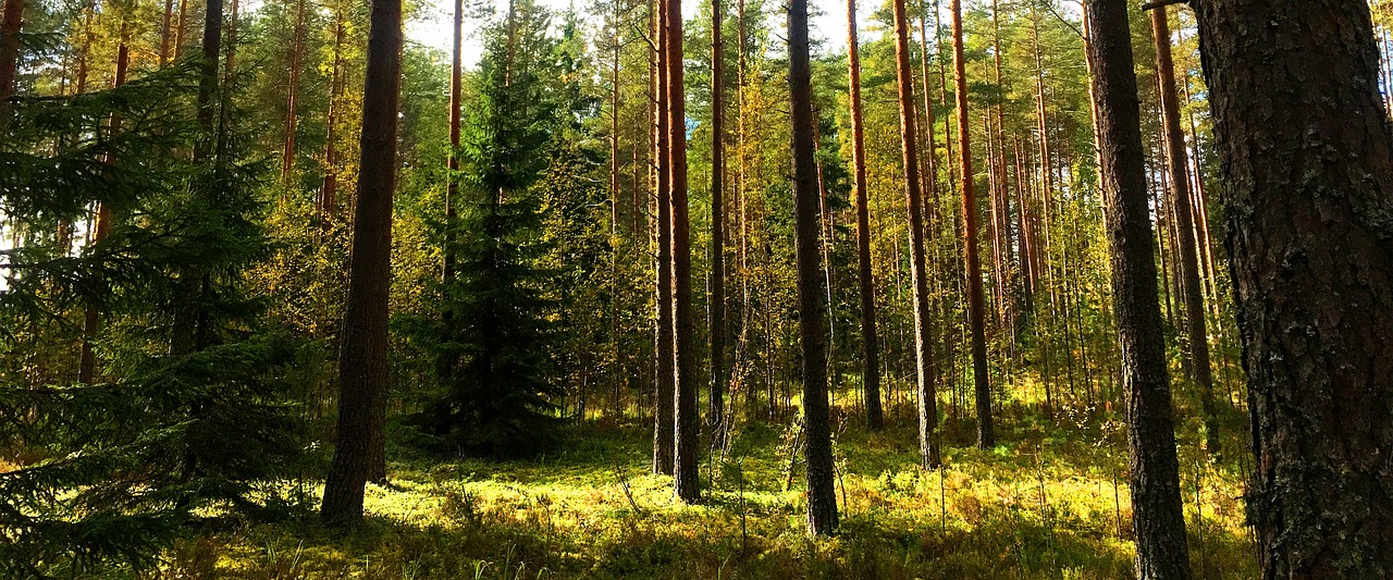 Image - finland forest nature