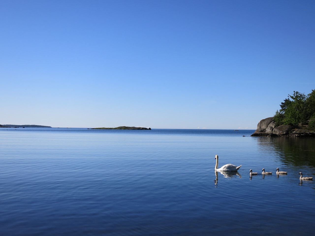 Image - swans sea blue family waterfowl
