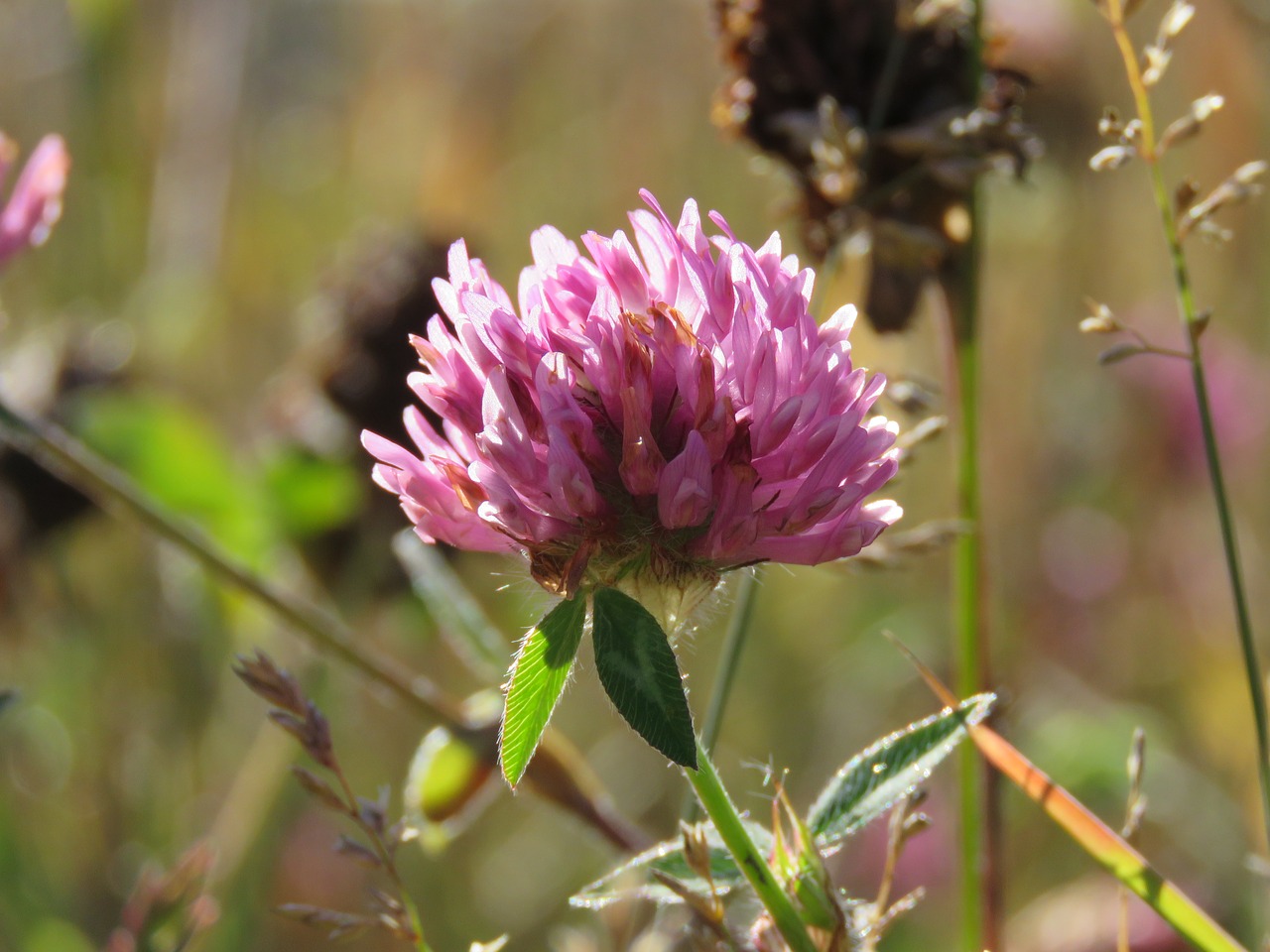 Image - red clover trifolium pratense clover