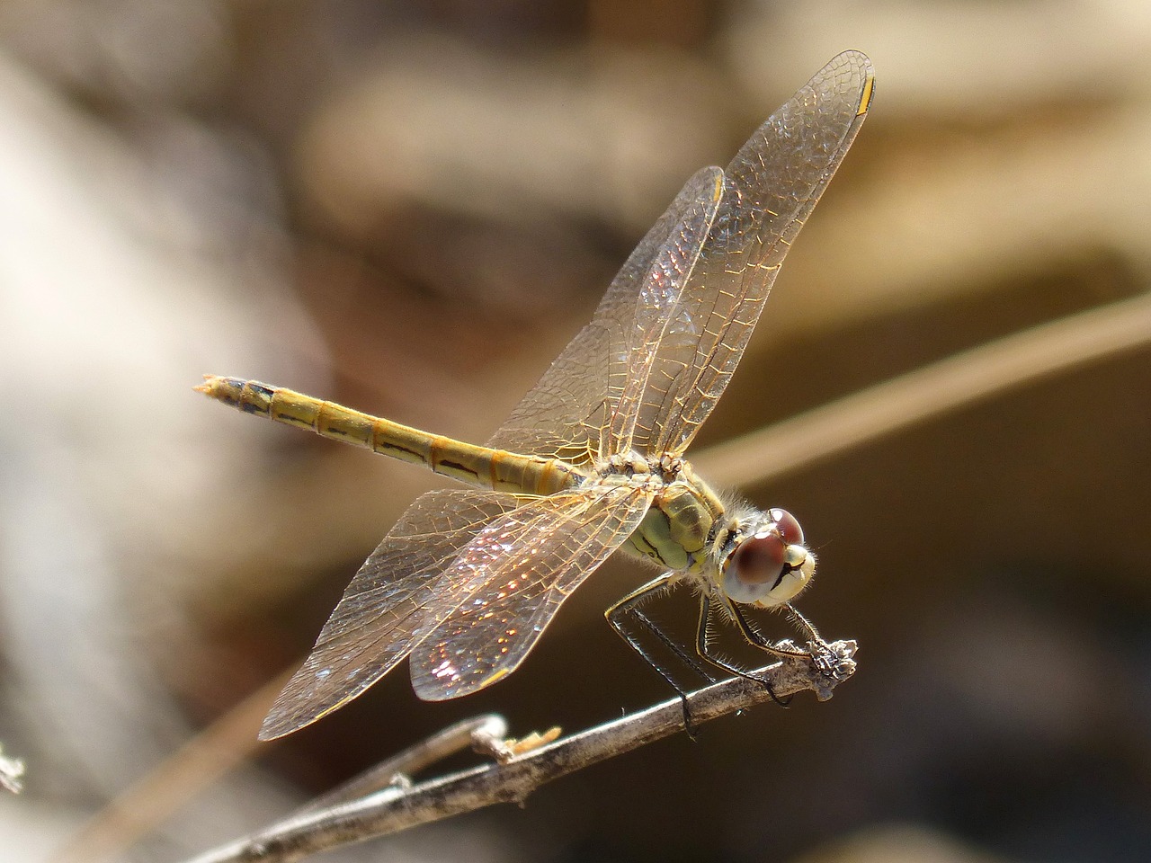 Image - dragonfly iridescent