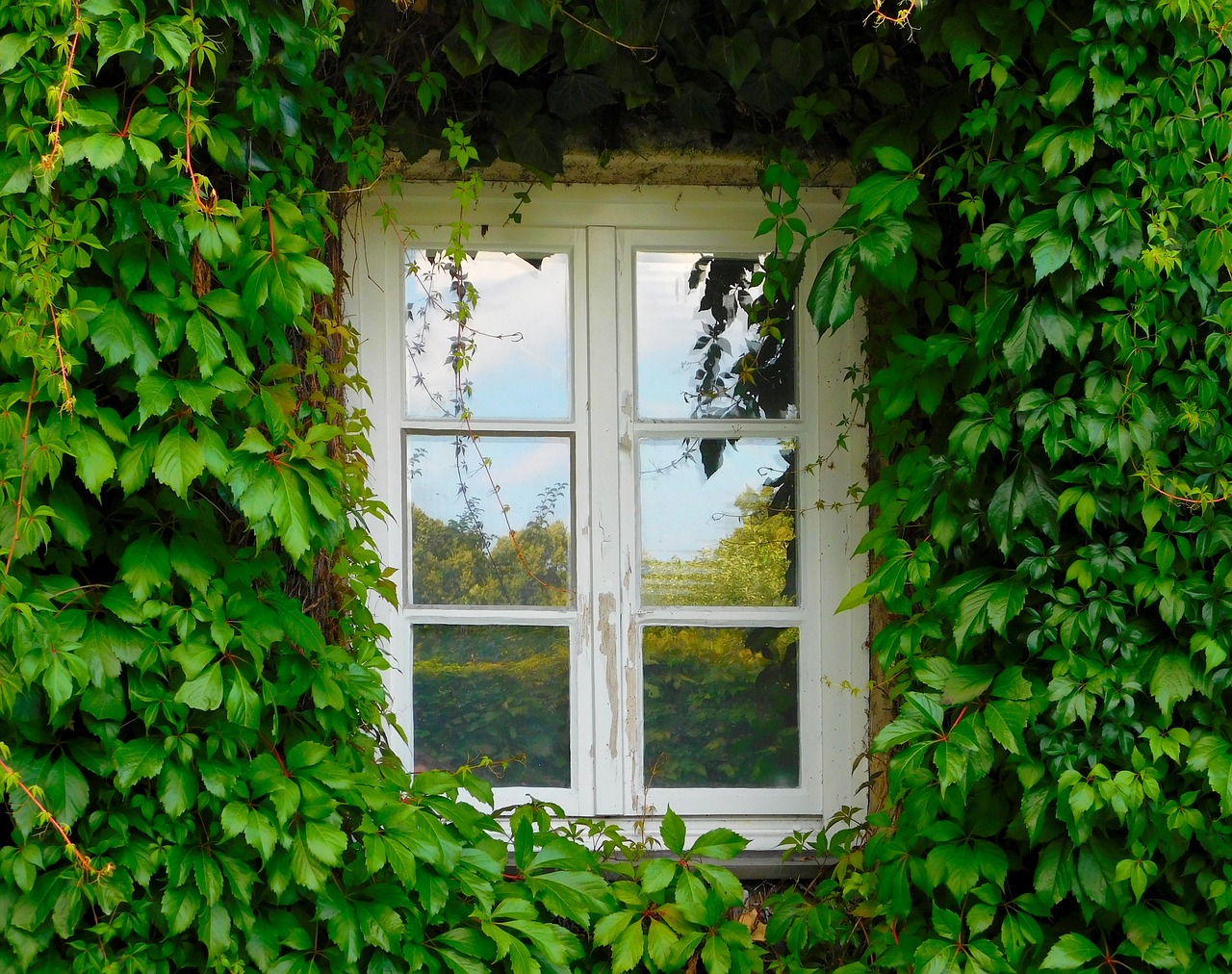 Image - window ivy climber green wall