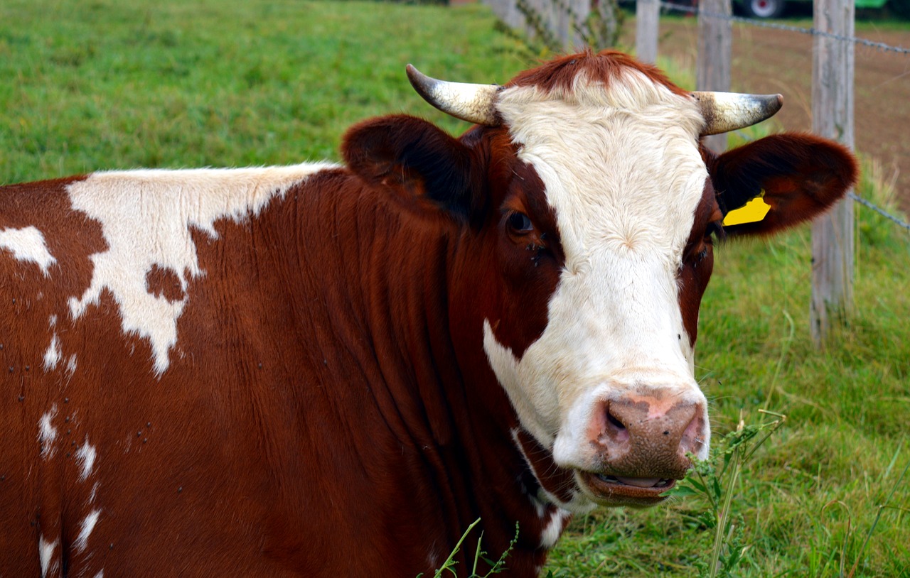 Image - cow milk beef cattle ruminant