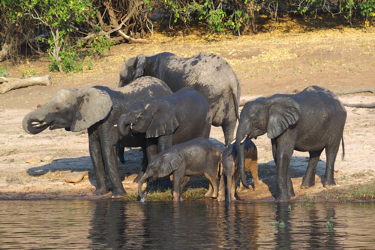 Image - elephant botswana chobe