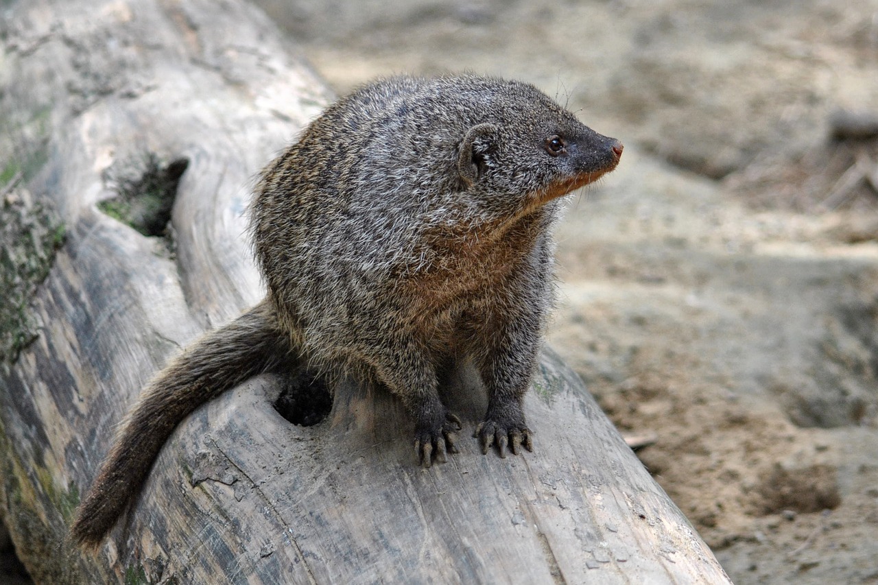 Image - mongoose mammal animal creature