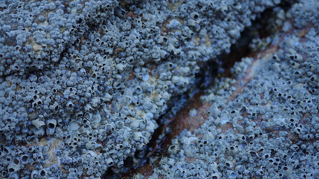Image - sea mussels rock seashell shell