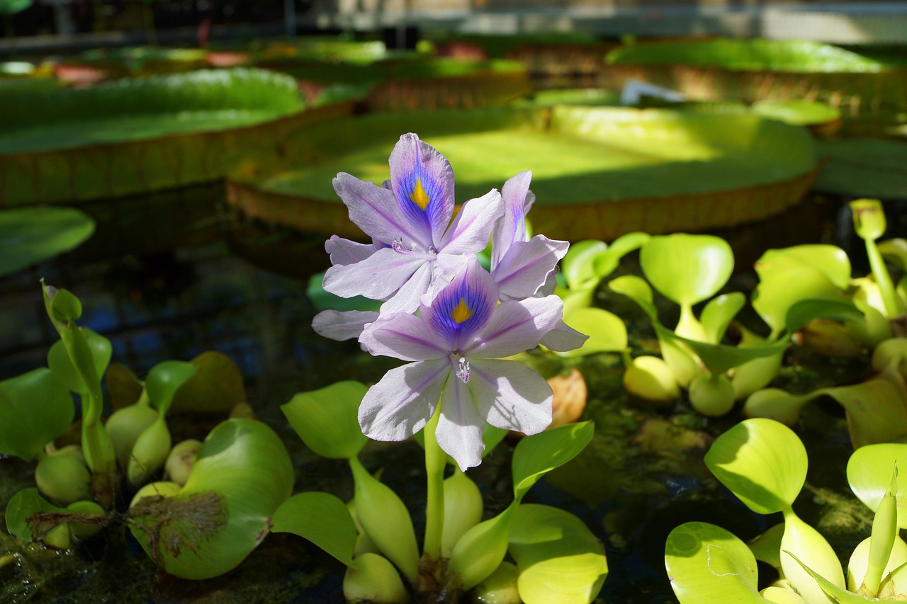 Image - flowers water nature flower water