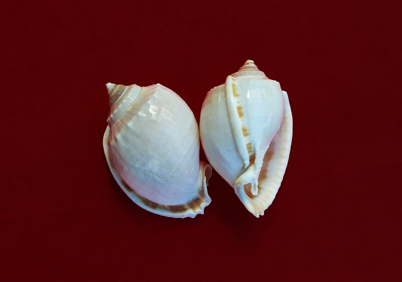 Image - snail molluscum marine sea shells