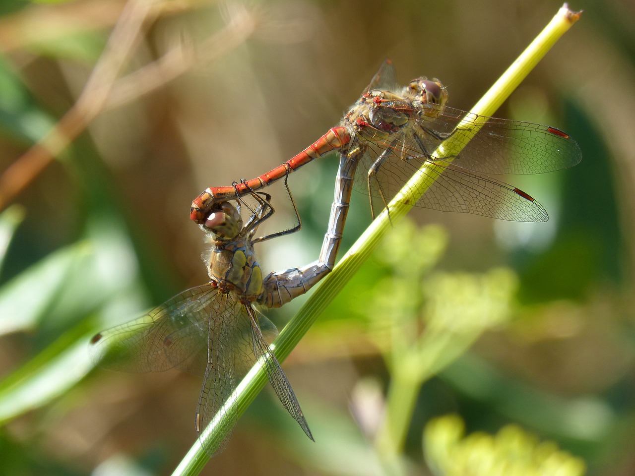 Image - dragonflies copulation