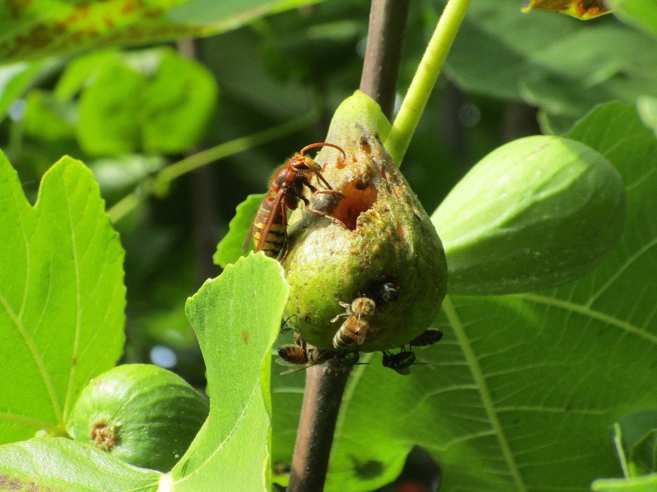 Image - wasp fig evészet foliage be
