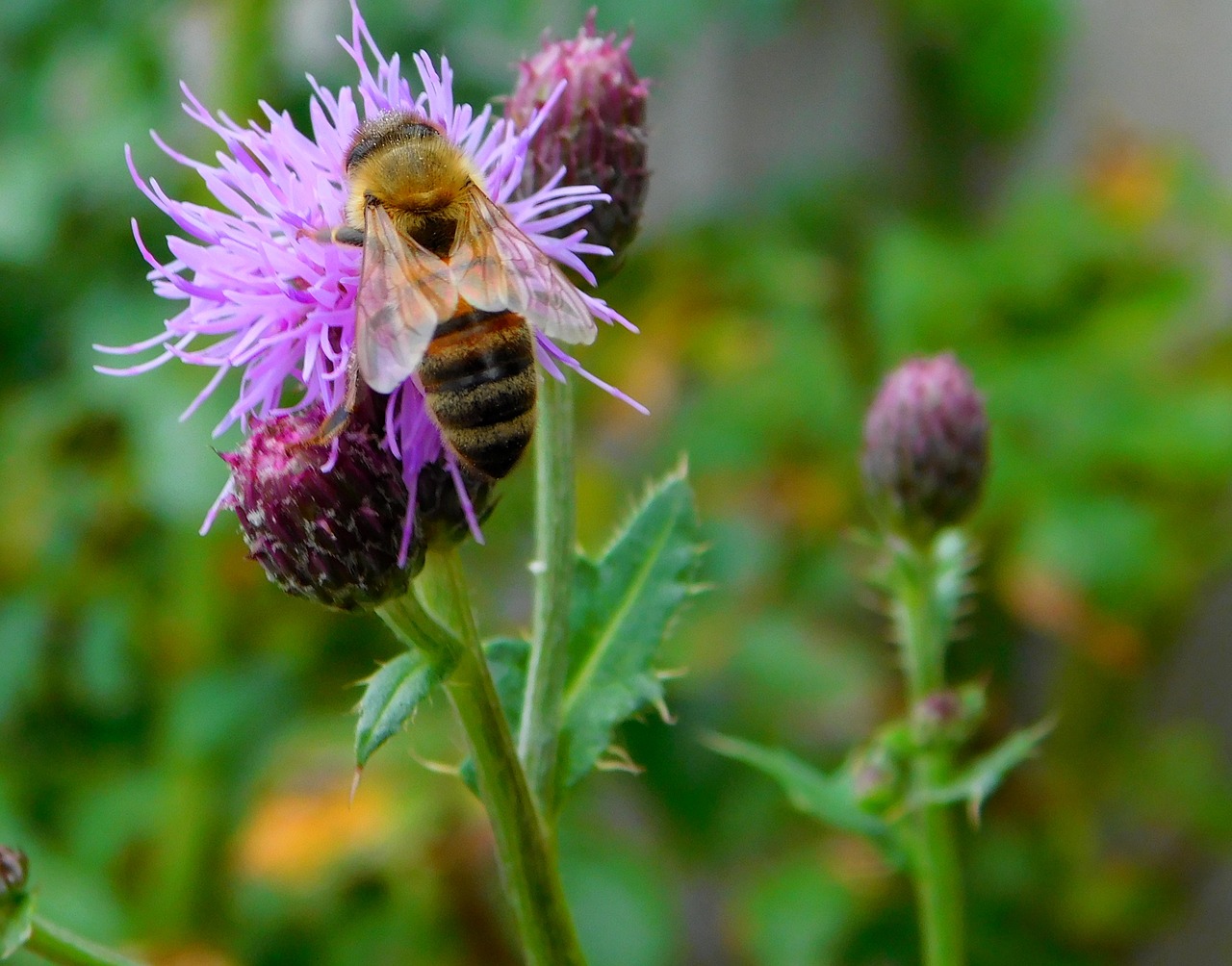 Image - bee bee on flower hard working