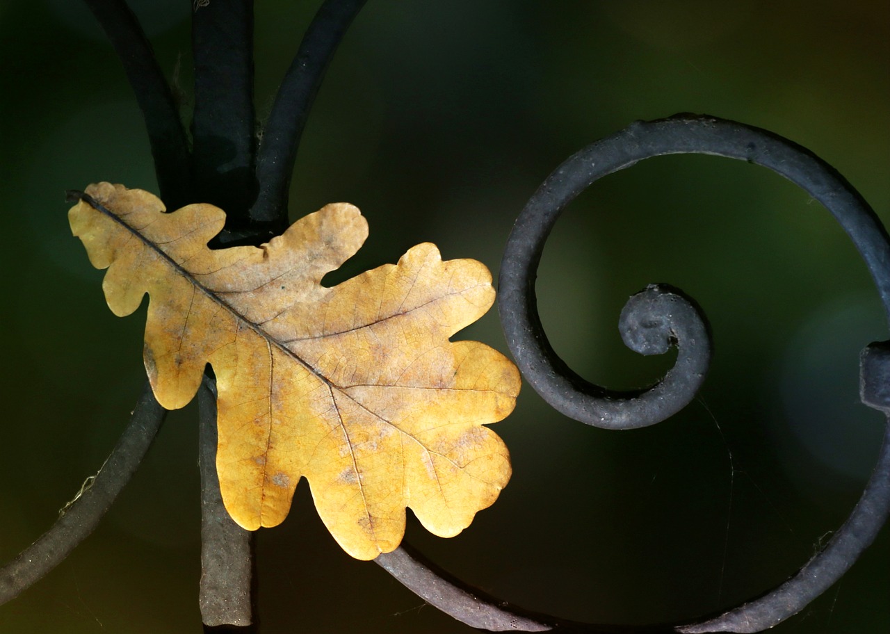 Image - leaves oak autumn fence fall