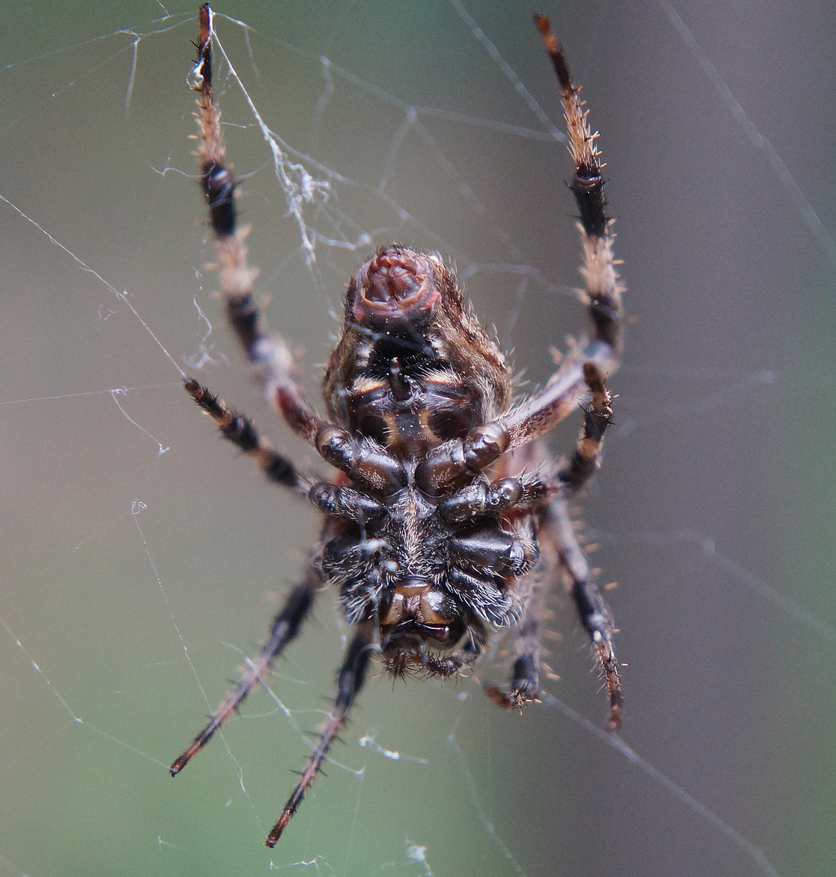 Image - wolf spider underside wolf spider