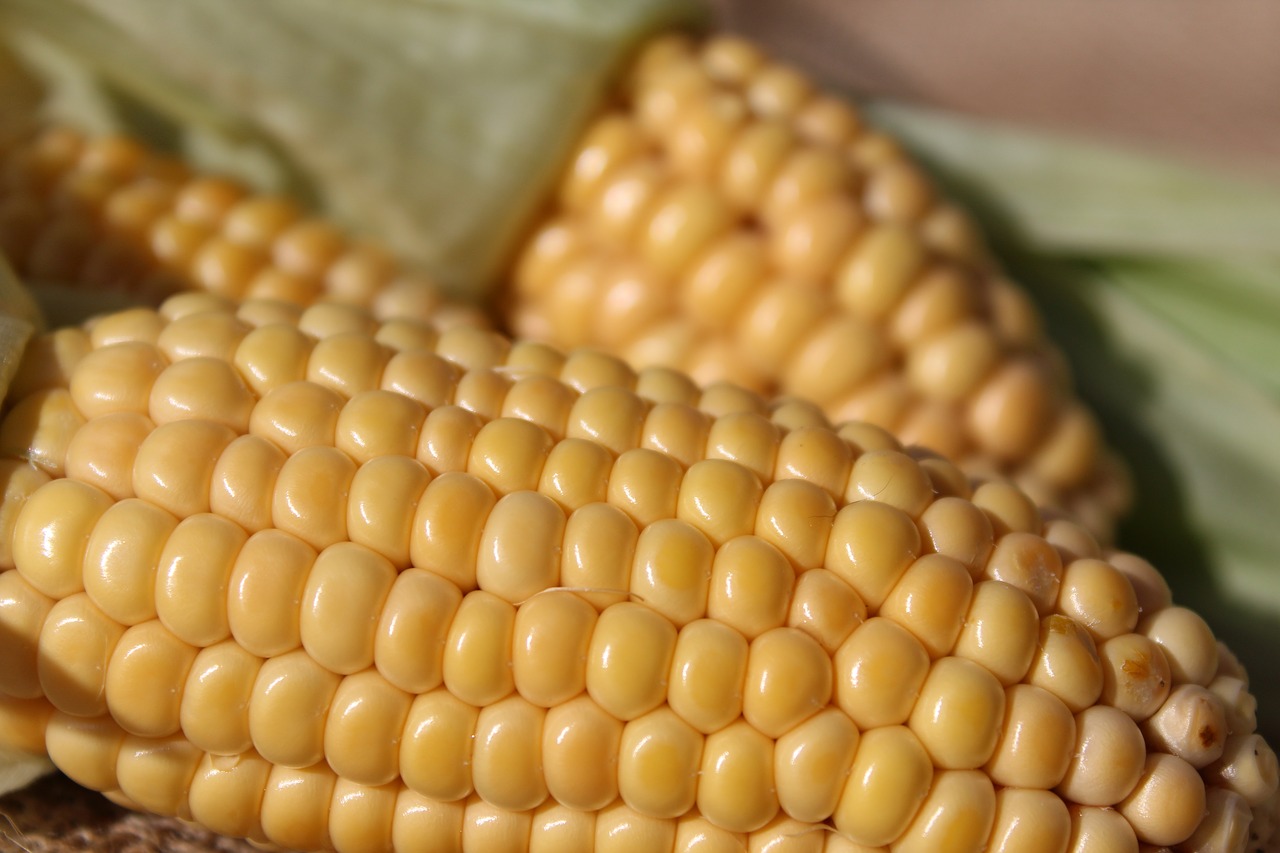 Image - corn on the cob corn nature