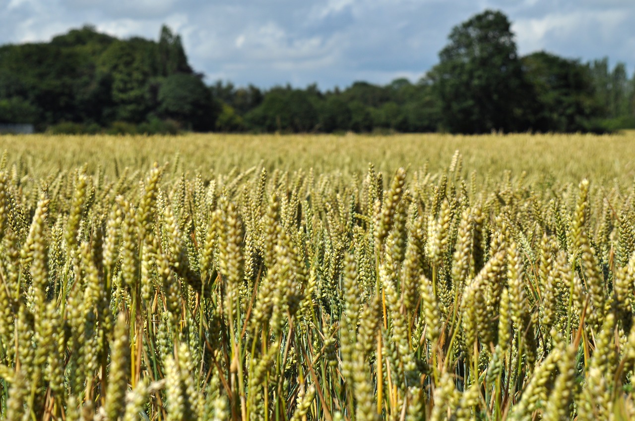 Image - wheat field agriculture landscape