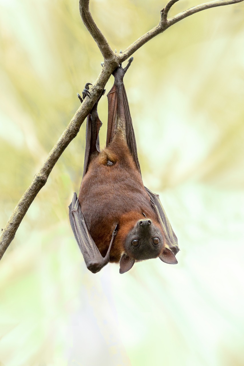 Image - bat australia wildlife nature tree