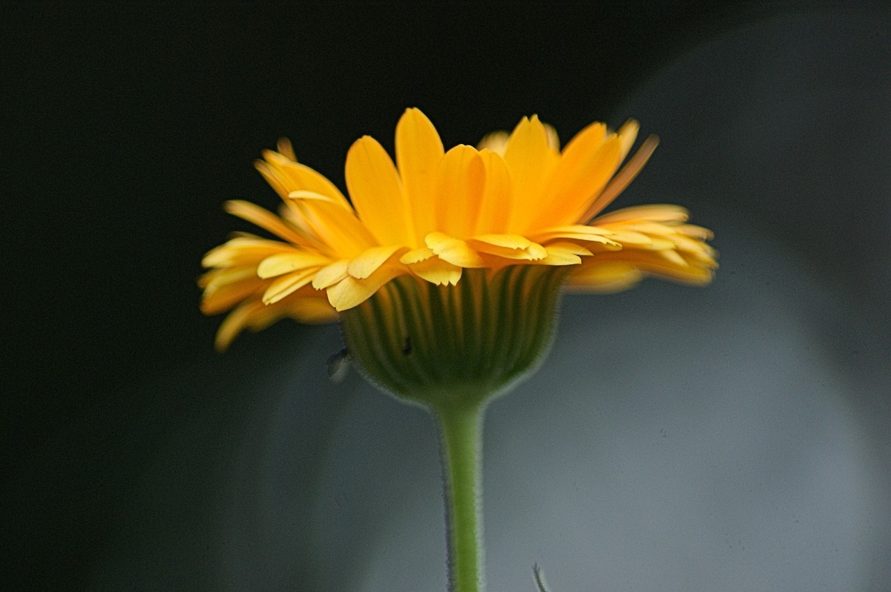 Image - flower orange blossom bloom