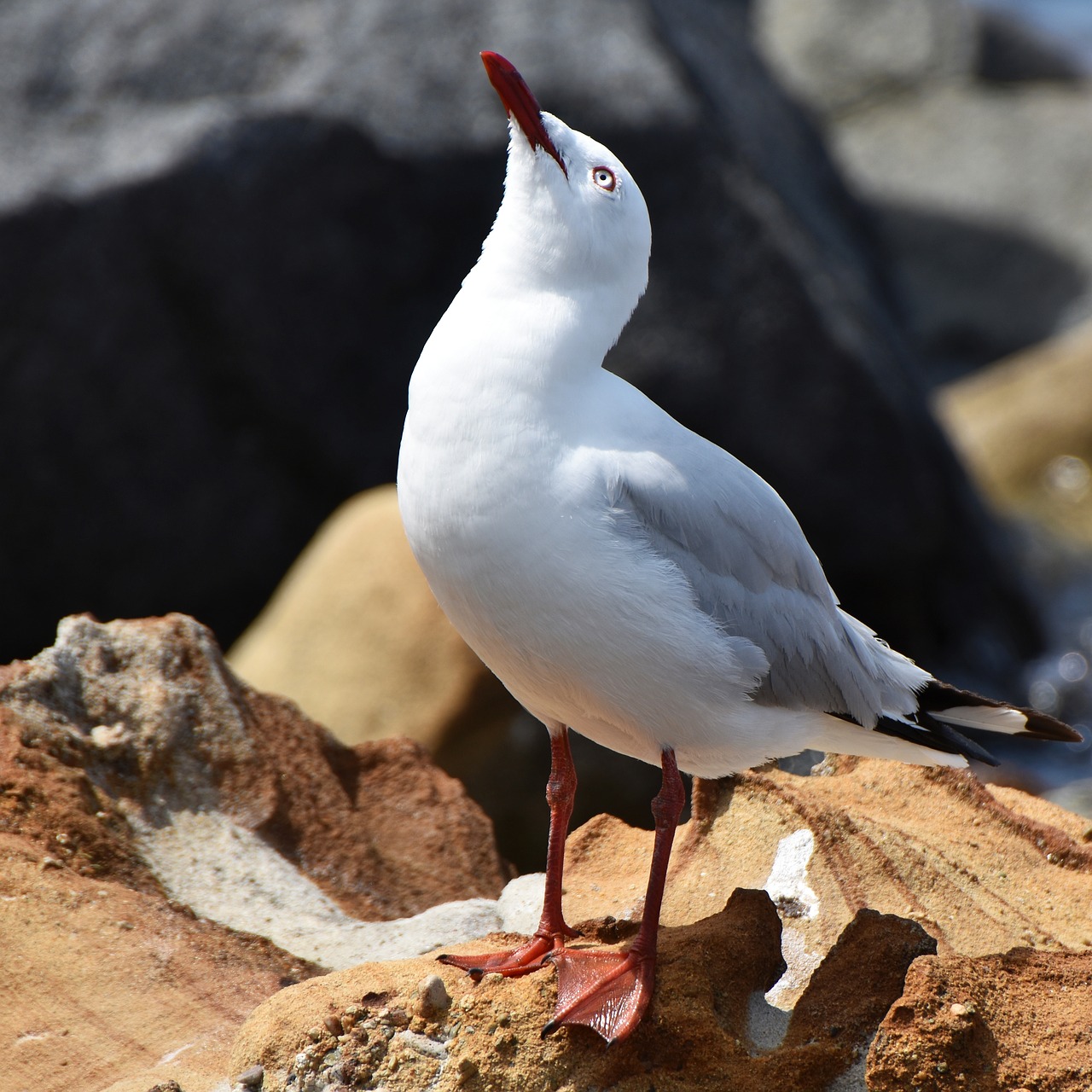 Image - seagull rocks sea seaside bird
