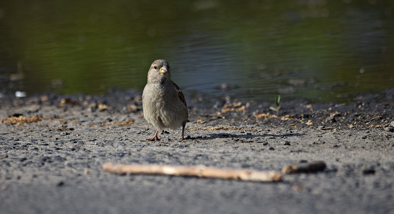 Image - the sparrow bird nature pen branch