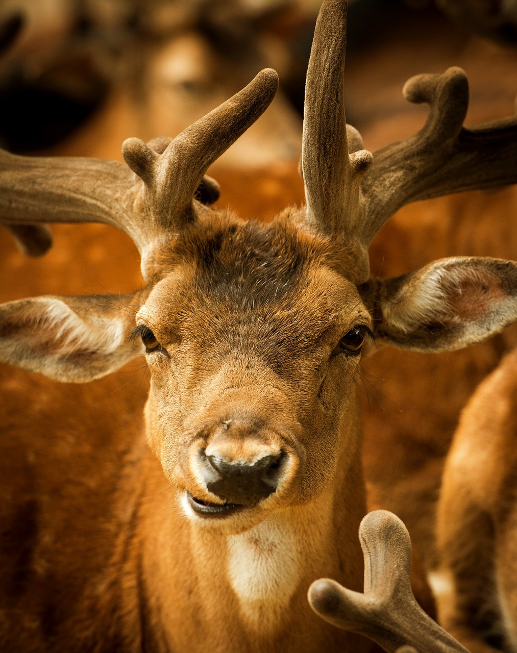 Image - hirsch animal male animal world