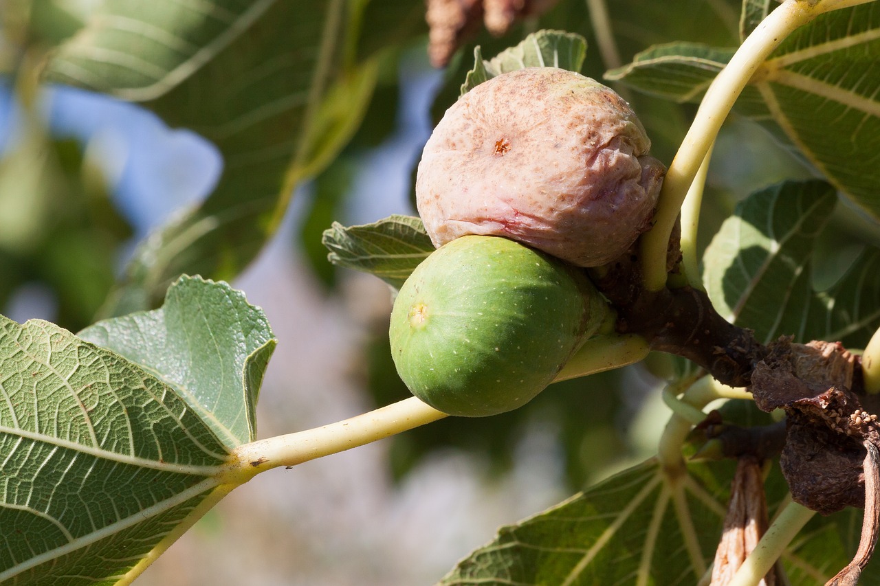 Image - fig ripe over ripe brown green