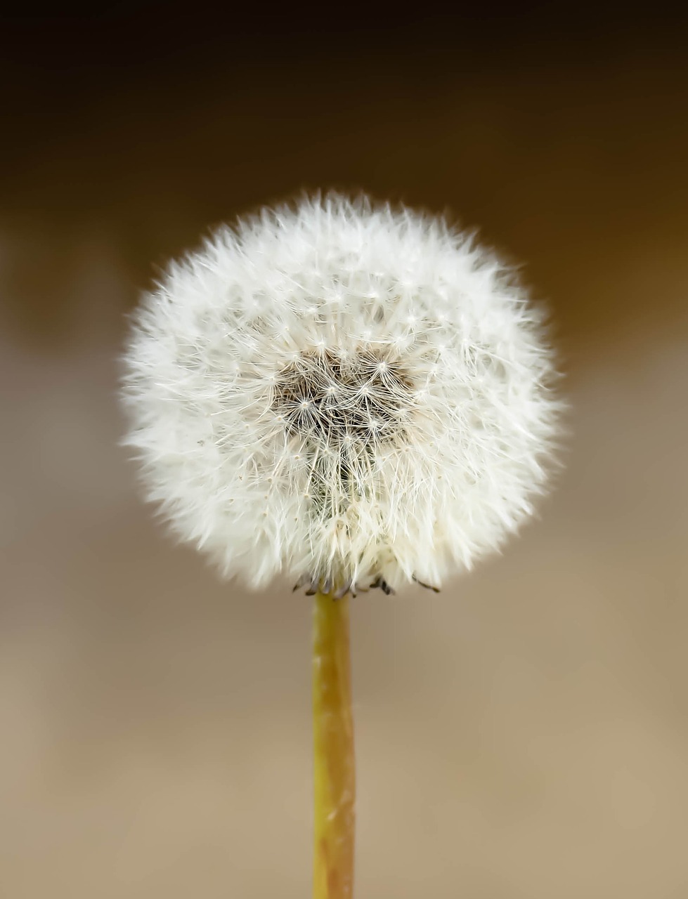 Image - dandelion seeds nature plant field