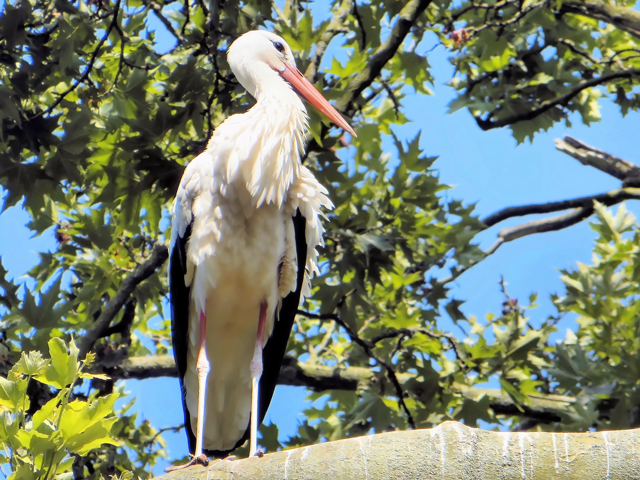 Image - morocco white stork ciconia ciconia