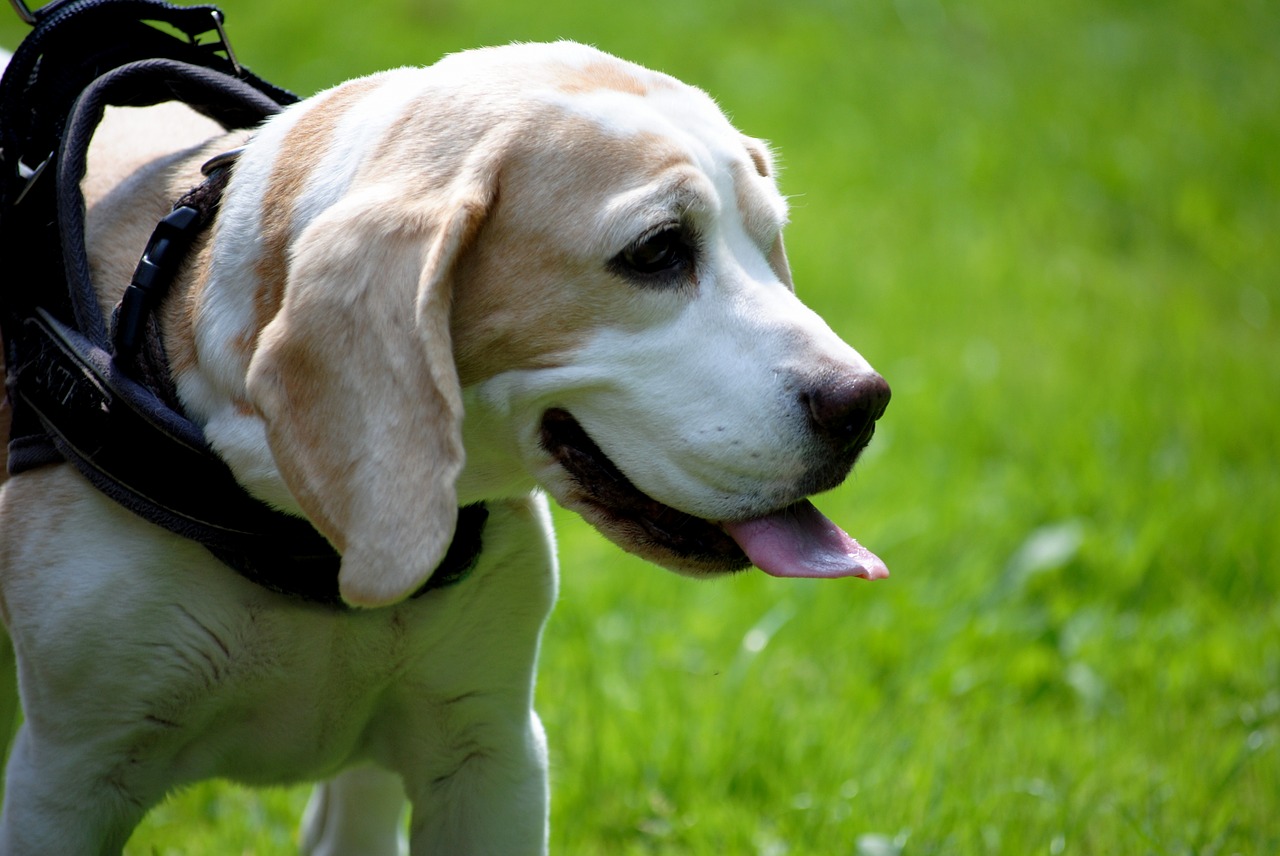 Image - dog beagle pet close brown out