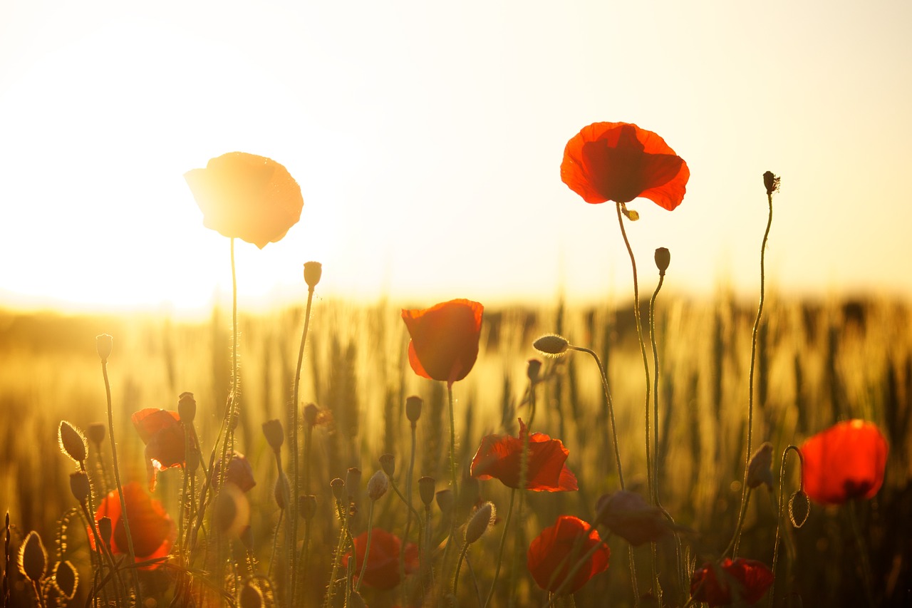 Image - sunset poppy backlight