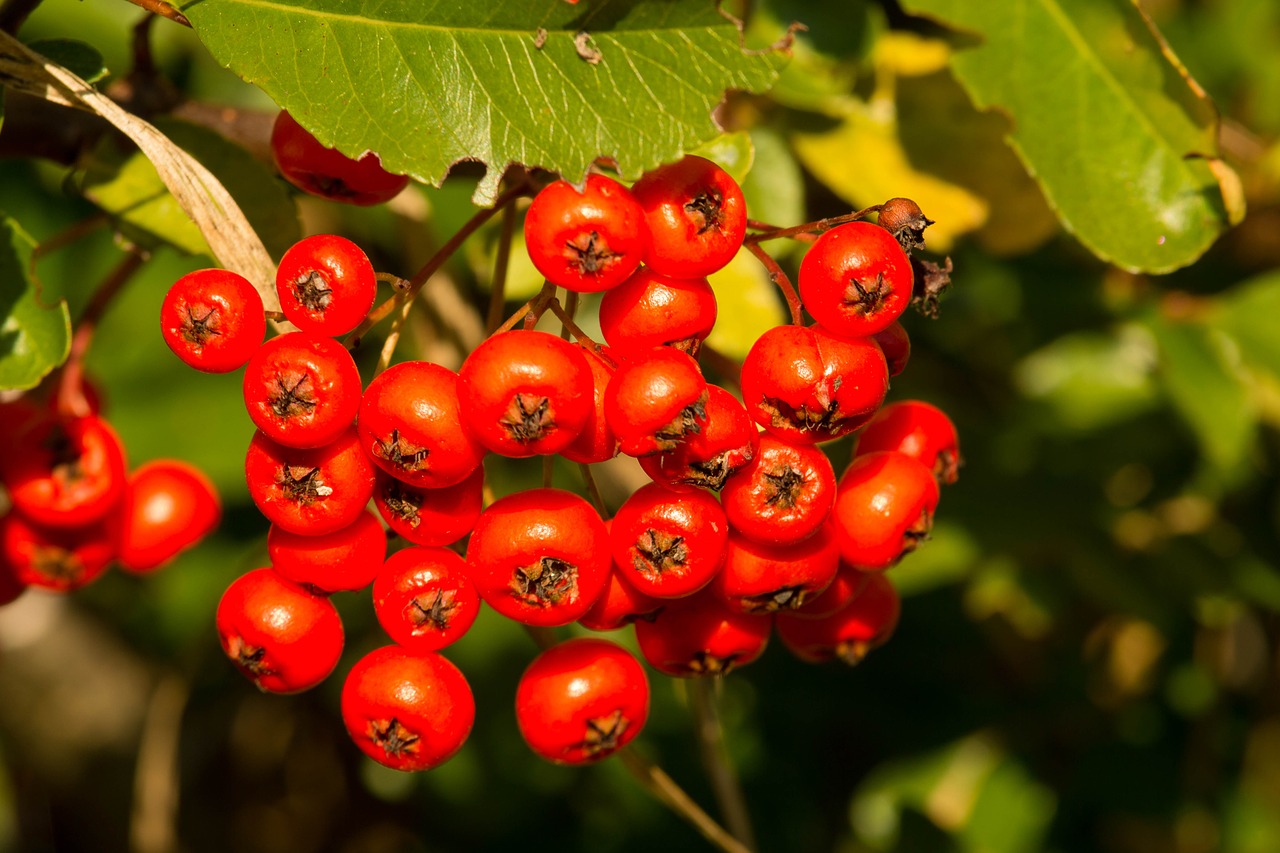 Image - rowanberries orange autumn fruits
