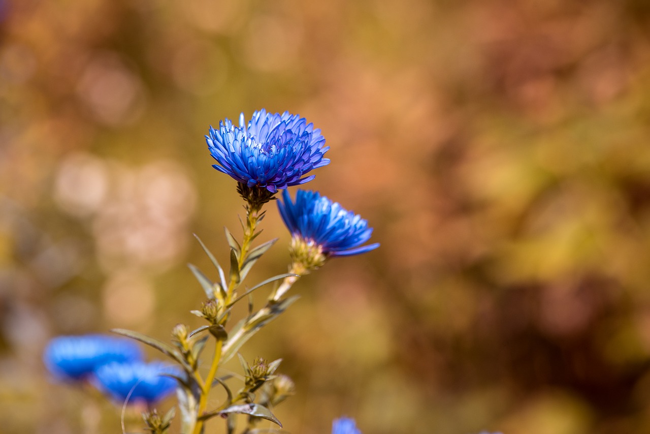 Image - asters herbstastern fall asters