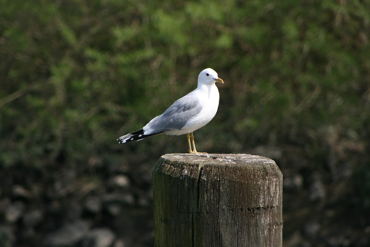 Image - seagull pile mood sea maritime